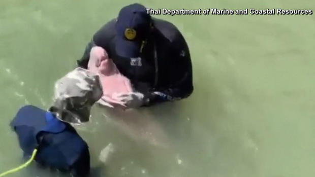 [TLMD - LV]Viral: criatura de mar huérfana causa impresión en redes sociales