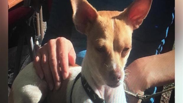 [TLMD - Denver] Roban perro a un hombre mientras agonizaba a las afueras de un 7-Eleven