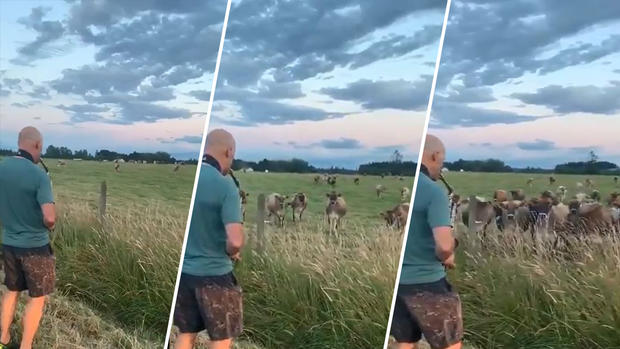 Viral “serenata”: padre toca el saxofón y atrae a una “audiencia” de vacas