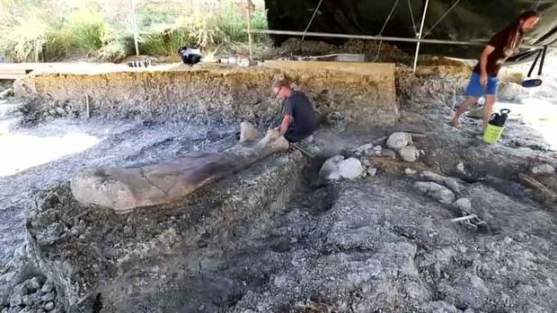 Hallan hueso del muslo de un dinosaurio gigante