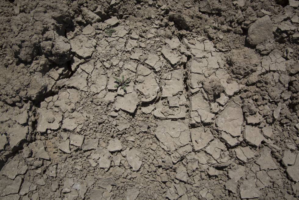 Tierra cuarteada en una antigua laguna en Apan.