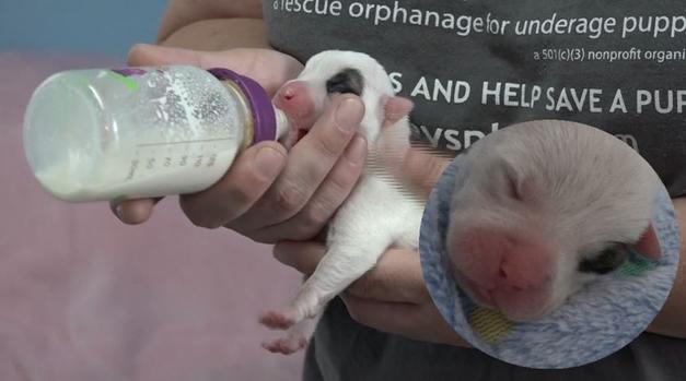 [TLMD - NATL] El giro inesperado para 7 cachorritos arrojados a la basura 