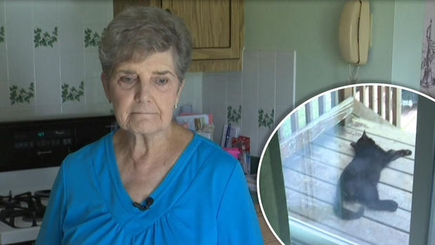 [TLMD - NATL] Mujer pudiera ir a la cárcel por alimentar gatos callejeros