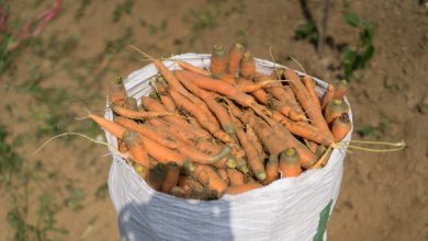 Eden Farm, respaldada por YC, quiere eliminar a los intermediarios entre agricultores y restaurantes en Indonesia