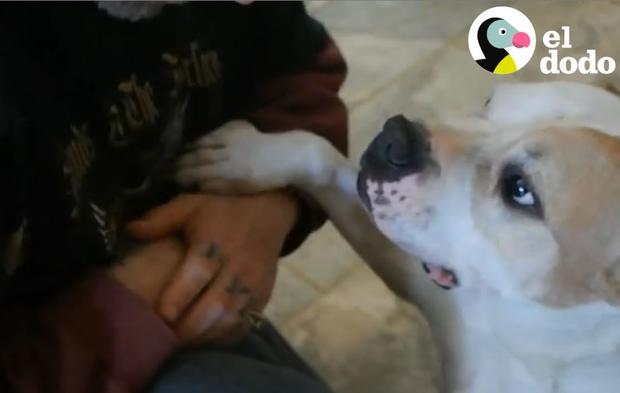 [TLMD - NATL] “Ellos quieren amar”, el reto del rescatador de pit bulls