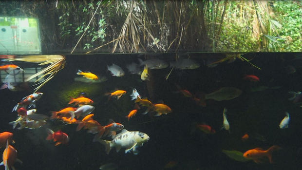 Acuario produce vegetales con el excremento de los peces