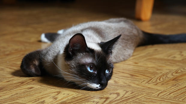 Gatos hipoalergénicos que no te harán estornudar