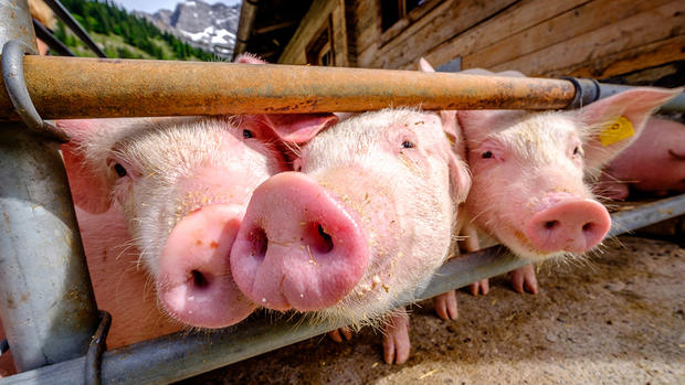 Mascotas que no sabías podías adoptar