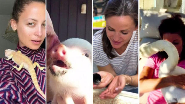 Extrañas mascotas que viven como estrellas de Hollywood