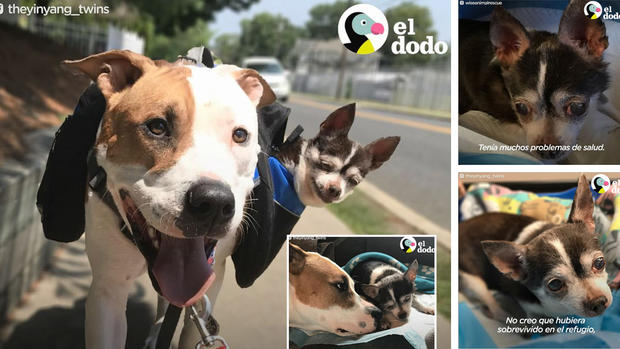 Frank y Tito, la amistad perruna más conmovedora nació en un albergue