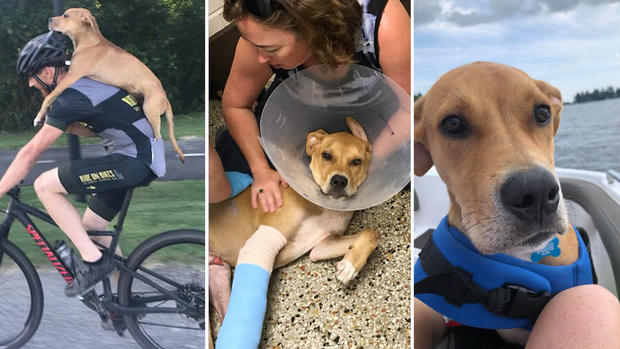 Lo atropellaron y acabó a 1,300 millas como una estrella viral