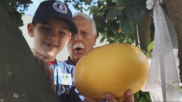 Del tamaño de una pelota de baloncesto la toronja más grande del mundo
