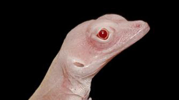 El increíble proceso de manipulación genética con una lagartija