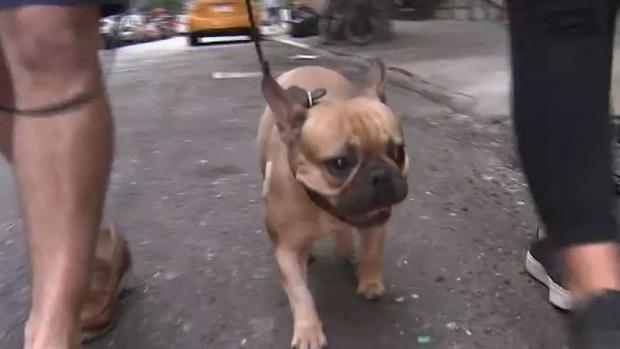 [TLMD - NY] Perro con más vidas que un gato se salva de caída en NY