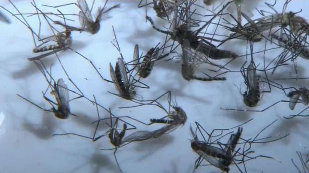 Confirman dos casos de virus de Nilo en Condado de LA