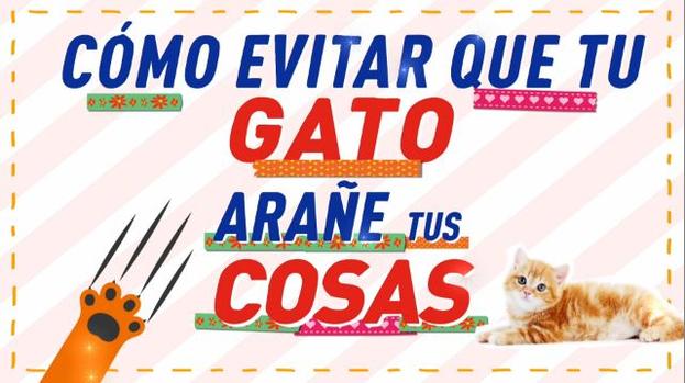 [TLMD - NATL] ¿Temes que tu gato te dañe los muebles? Haz esto