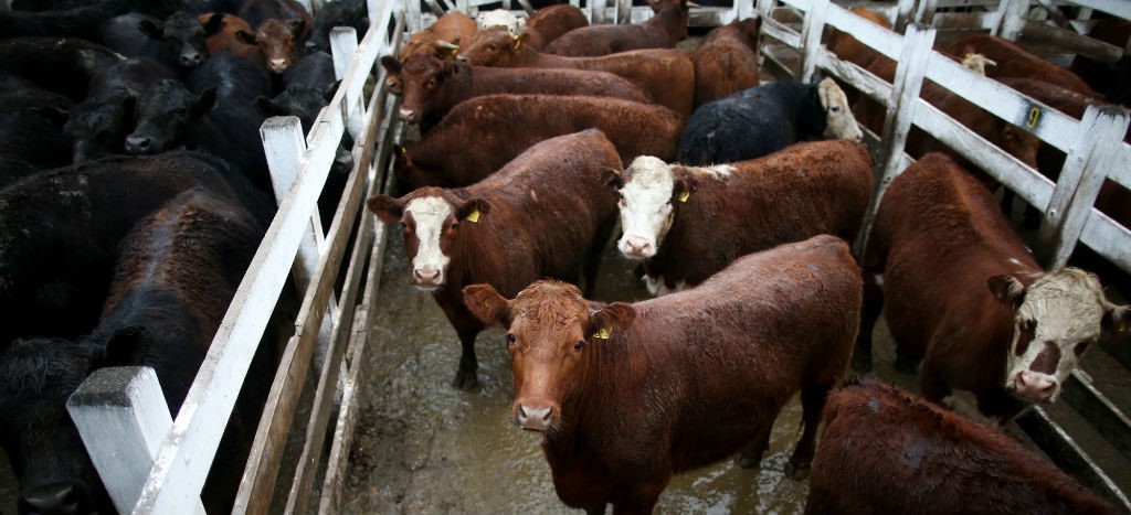 En respuesta a la devastación amazónica, Finlandia insta a la UE a suspender importación de carne bovina de Brasil