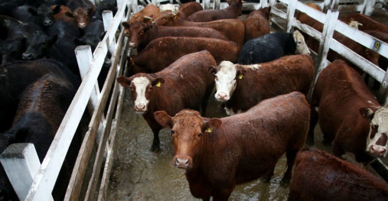 En respuesta a la devastación amazónica, Finlandia insta a la UE a suspender importación de carne bovina de Brasil