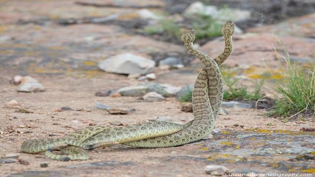 [TLMD - Denver] ¿Baile o pelea de Culebras cascabel en Colorado?