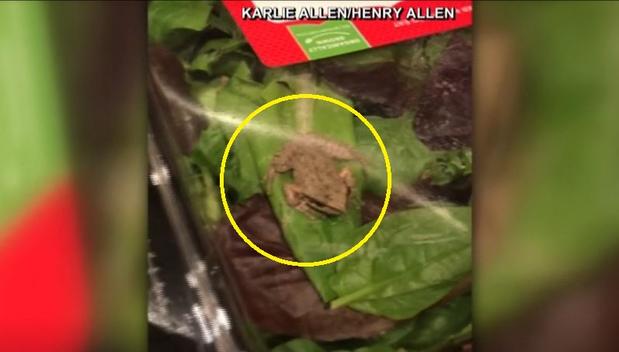 [TLMD - NATL] En la ensalada: intrépida rana viva asusta a familia