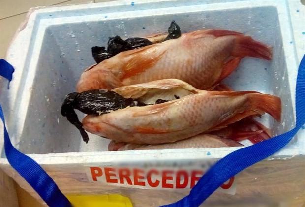 [TLMD - NATL] Algo olía mal: así enviaban “narcopescado” a una isla