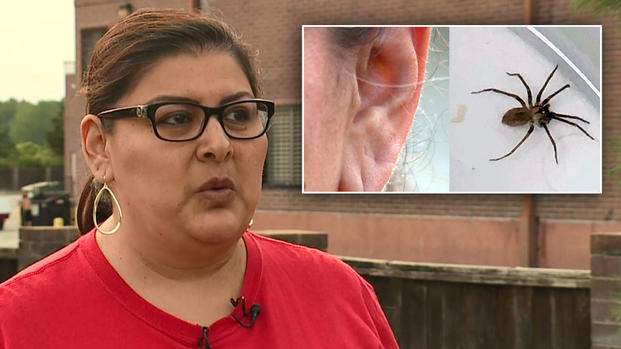 [TLMD - LV] De terror: molestia en el oído resulta ser una araña venenosa