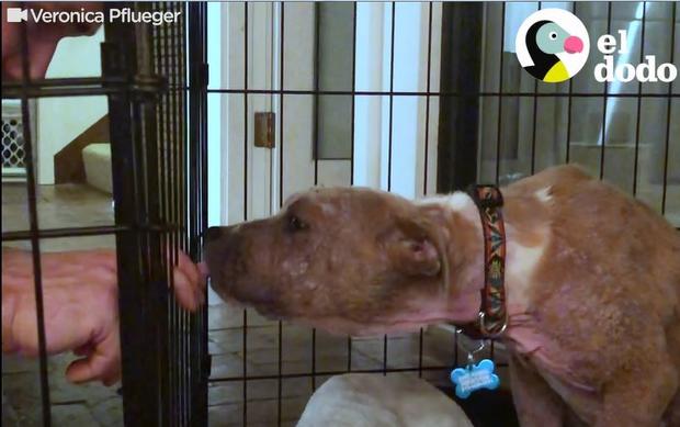 [TLMD - NATL] La increíble transformación de perrita hallada en la calle moribunda