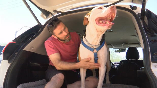 [TLMD - LV] Viaja desde Canadá hasta Henderson para adoptar a Chewie