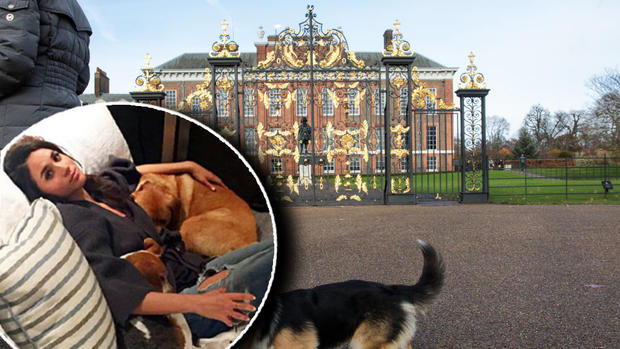 La insólita historia de los “hijos” adoptados de Meghan Markle y de qué los salvó