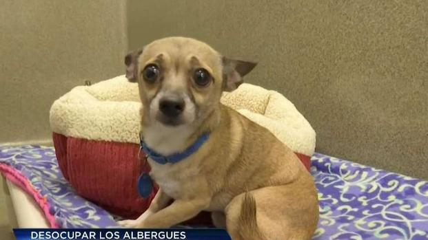 ¿Es mejor una mascota adoptada que una comprada?