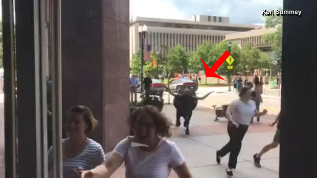 [TLMD - Denver] Vaca cornuda escapó de un rodeo y generó pánico en Colorado Springs