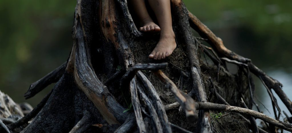 Tres décadas llevaría recuperar la Amazonia: investigador del Instituto de Ecología de UNAM