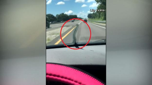 [TLMD - NATL] Terror a bordo: serpiente la mira por el parabrisas mientras conducía