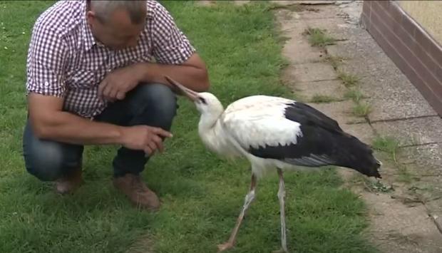 [TLMD - NATL] Insólito, cigüeña arrojada de su nido ahora es la envidia de todas