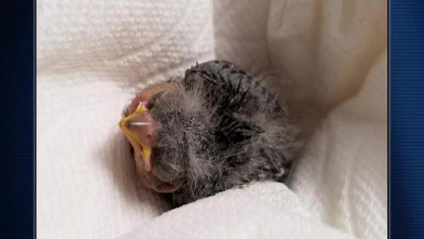 Hombre rescata pájaro y lo traslada en Uber a un centro de animales