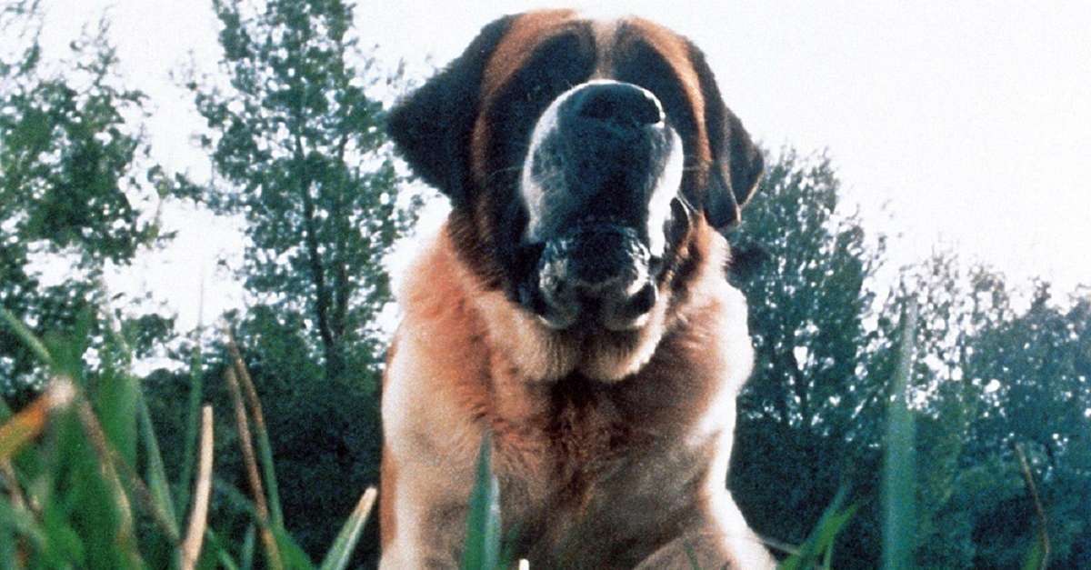 rey-películas-cujo rey-películas-cujo