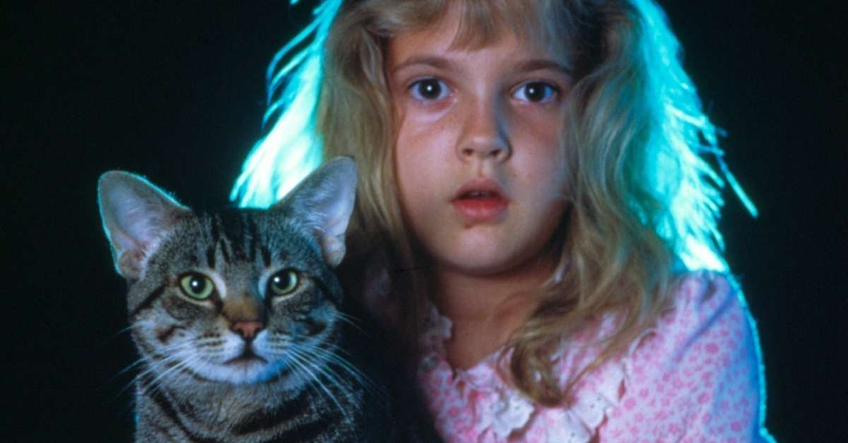 rey-películas-ojo de gato rey-películas-ojo de gato