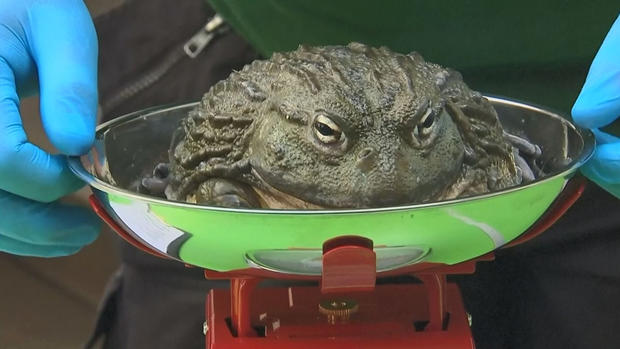 ¿Habrá que poner a algunos a dieta? Zoológico de Londres pesa a todos sus animales