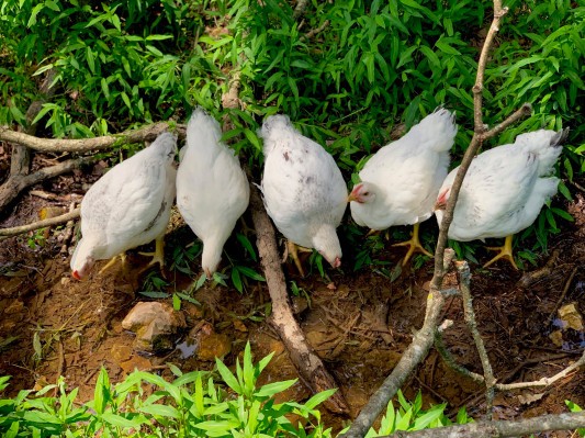 Cooks Venture recauda $ 12 millones para repensar la agricultura desde cero