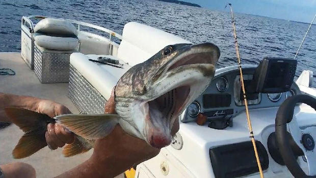 [TLMD - LV] Impresionantes imágenes: atrapan un extraño pez con dos bocas