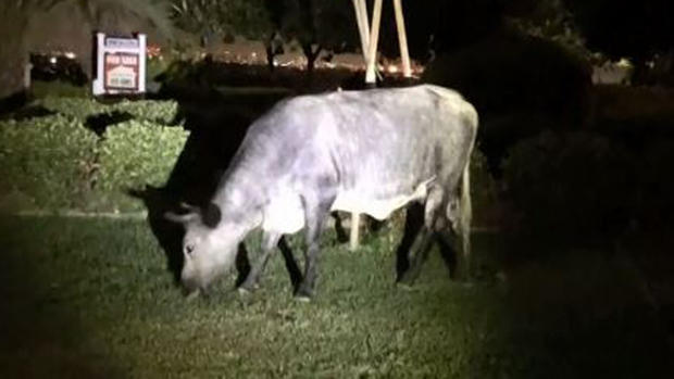 Al acecho: vacas invaden todo un barrio