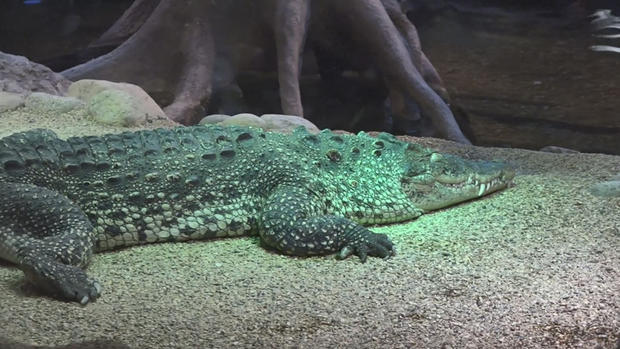Amputan brazo a anciano mordido por cocodrilo de Fidel Castro