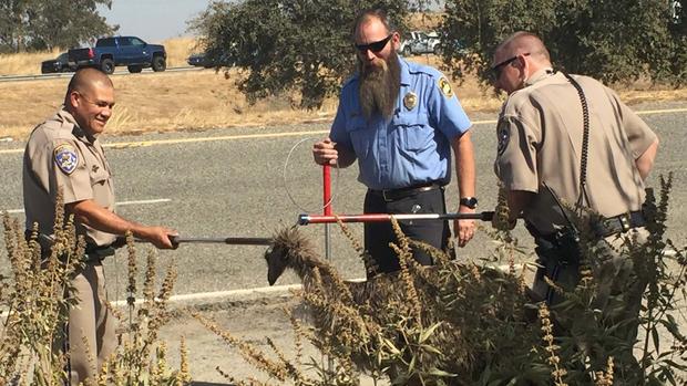 [TLMD - NATL] En imágenes: emú suelto desata persecución policial por carretera