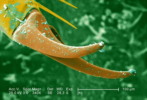 Antlion SEM Antlion SEM