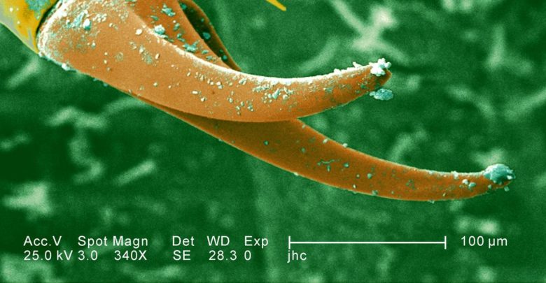La poderosa regla óptica loca mide hasta la nanoescala