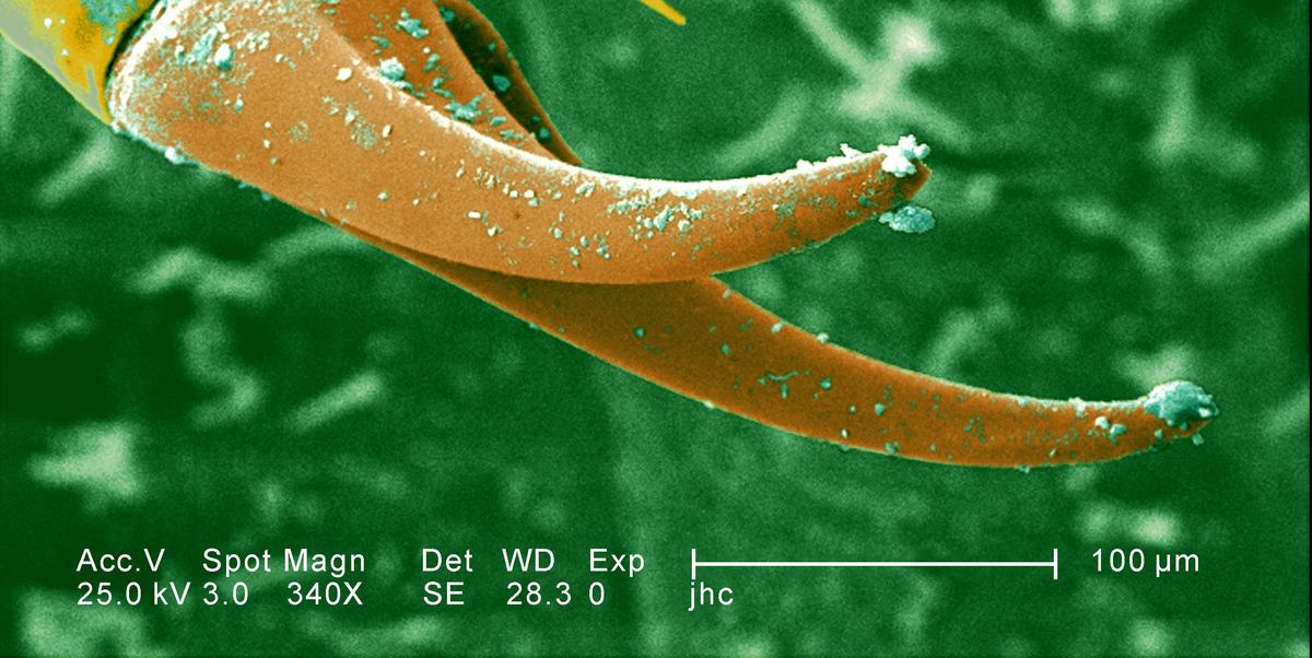 La poderosa regla óptica loca mide hasta la nanoescala