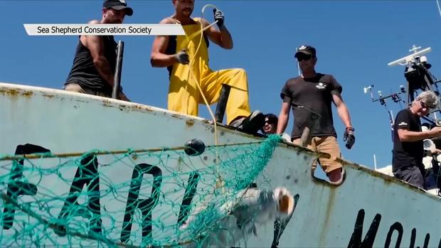 [TLMD - SD] Operación Milagro V para evitar la extinción de la vaquita marina