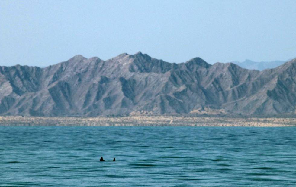 Dos de los ejemplares de vaquita avistados en el Alto Golfo de California.