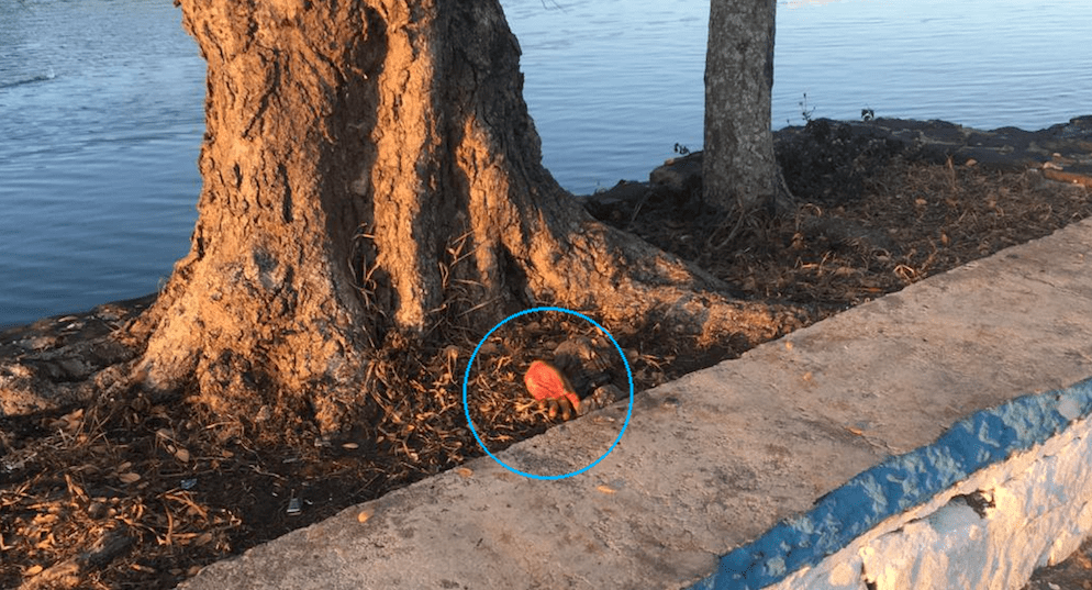 Le cortan las manos a un niño, abandonan sus extremidades frente a una escuela