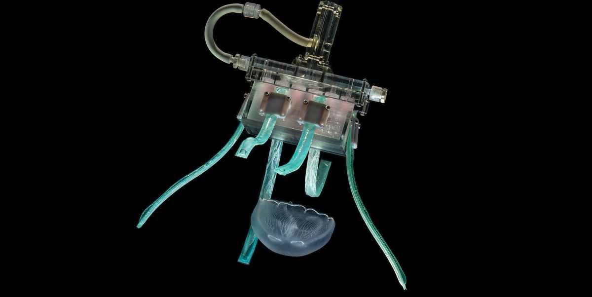 Nuevo robot genial puede agarrar peces blandos sin lastimarlos